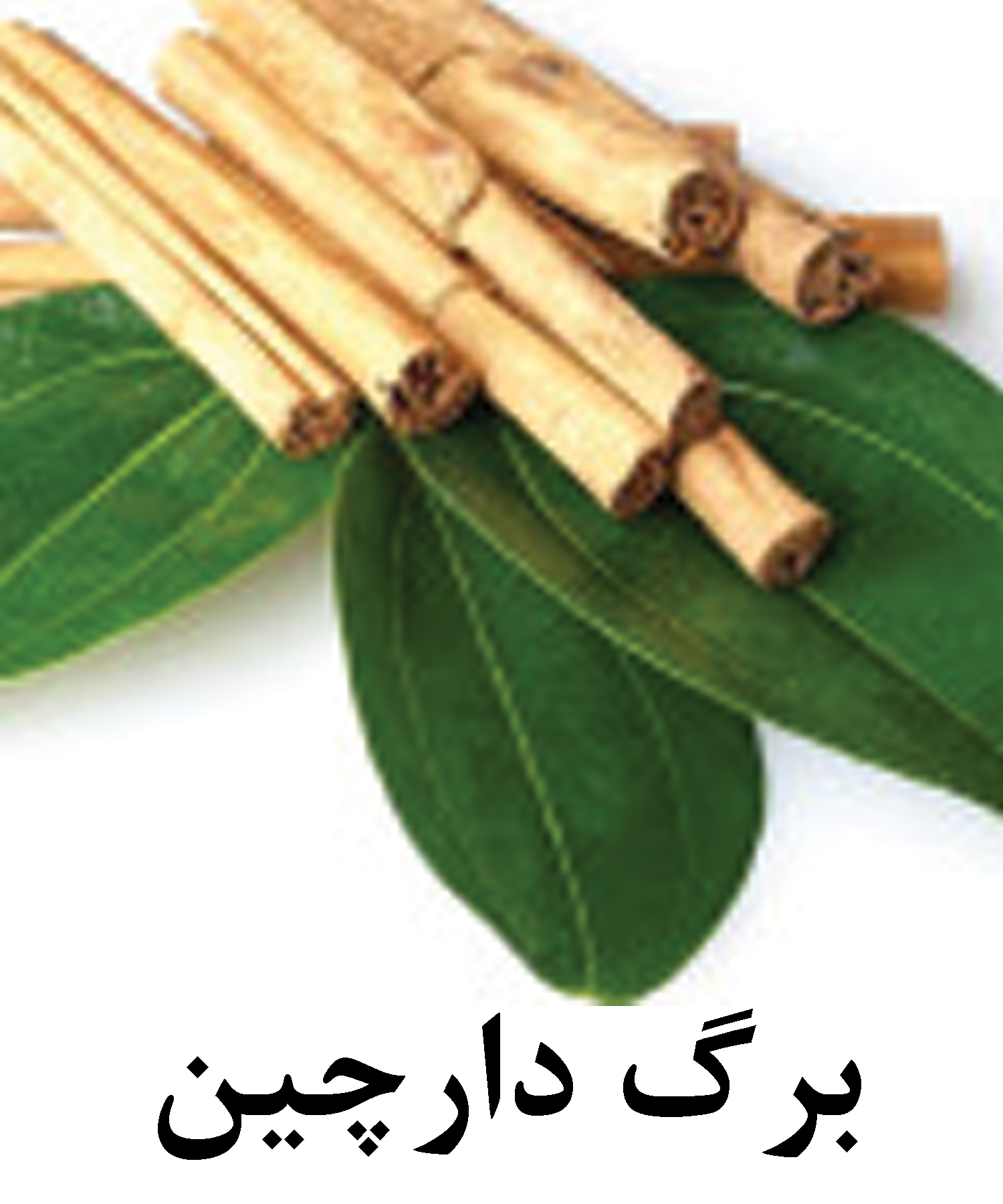 Cinnamon-Leaf.jpg