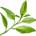 برگ پرتقال
