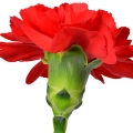 میخک صد پر
