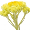 هلیکروسوم