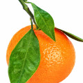 ماندارین