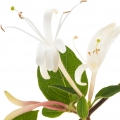 پیچ امین‌الدوله