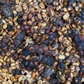 مشک زباد