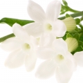 نوعی یاسمن