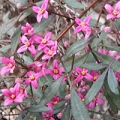 بورونیا