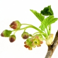 شکوفه انگور فرنگی