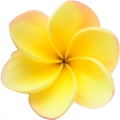 یاسمین
