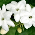 یاس رازقی