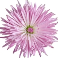 داوودی