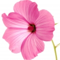 ختمی درختی