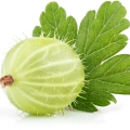 گوس بری