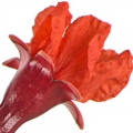 شکوفه انار