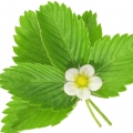 برگ توت فرنگی