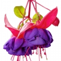 گل گوشواره