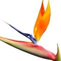 استرزیا
