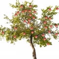 درخت سیب