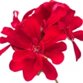 شمعدانی عطری
