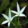 گلی شبیه گاردنیا