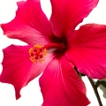نوعی گل شیپوری