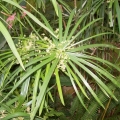 روغن اویارسلام