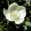 لیدر وود
