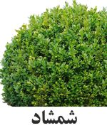 Buxus.jpg