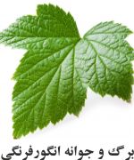 Currant-leaf-and-bud.jpg