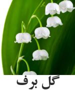 Lily-of-the-Valley.jpg