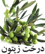 Olive-Tree.jpg