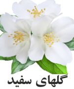 White-Flowers.jpg