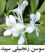 White-Ginger-Lily.jpg